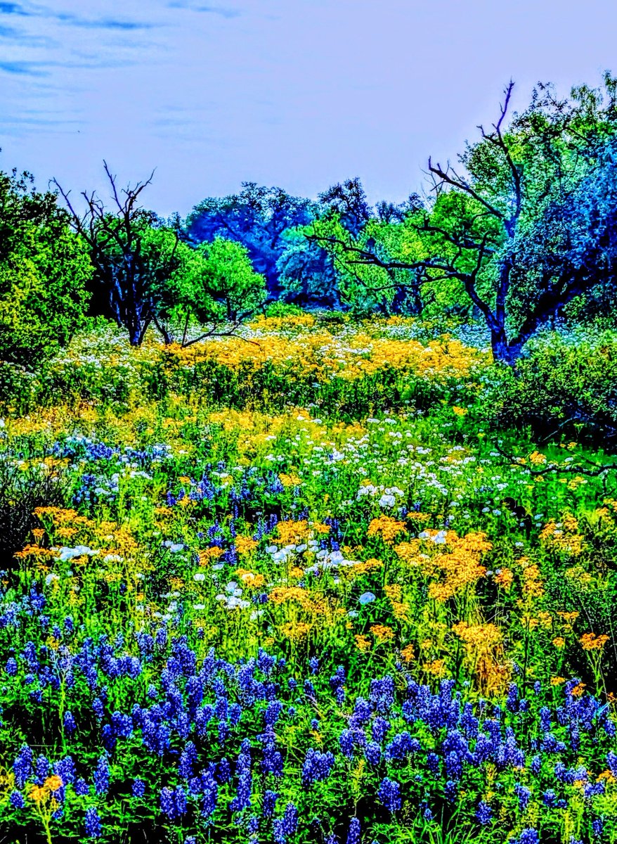 🌿 Happy Friday to you!  
#FlowersOnFriday  
#FridayFlowers 
#TexasHillCountry