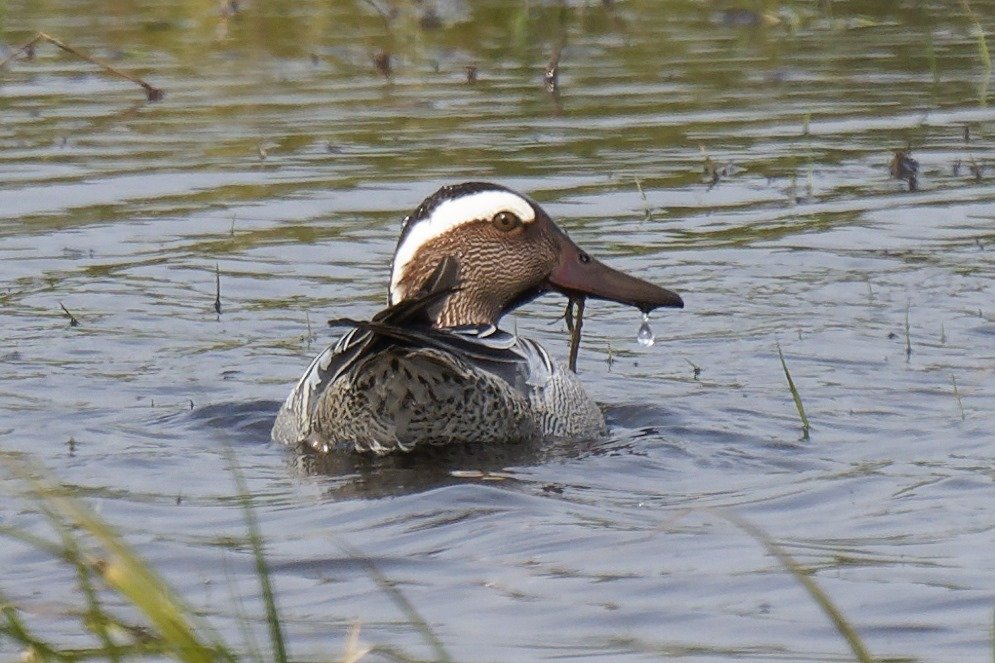 Beautiful drake Garganey from yesterday.Photo by friend Tim.