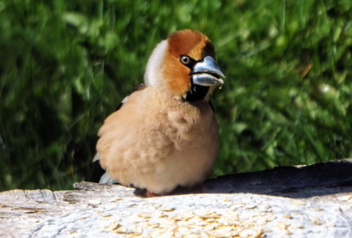 funny🐦
#birding #BIRDSTORY #BirdsOfTwitter