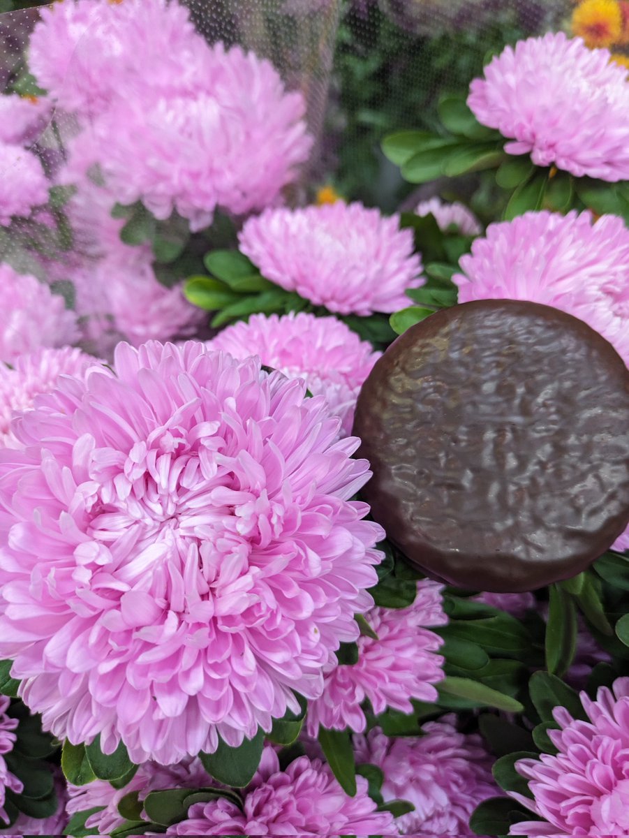 #FlowersOnFriday
#FlowerOfX 
大輪アスター
ボブスイートピンク
チョコパイより一周り大きい
キレイだし長持ちだしスプレー咲きだしオススメです!明日店頭にて❤️‍🔥