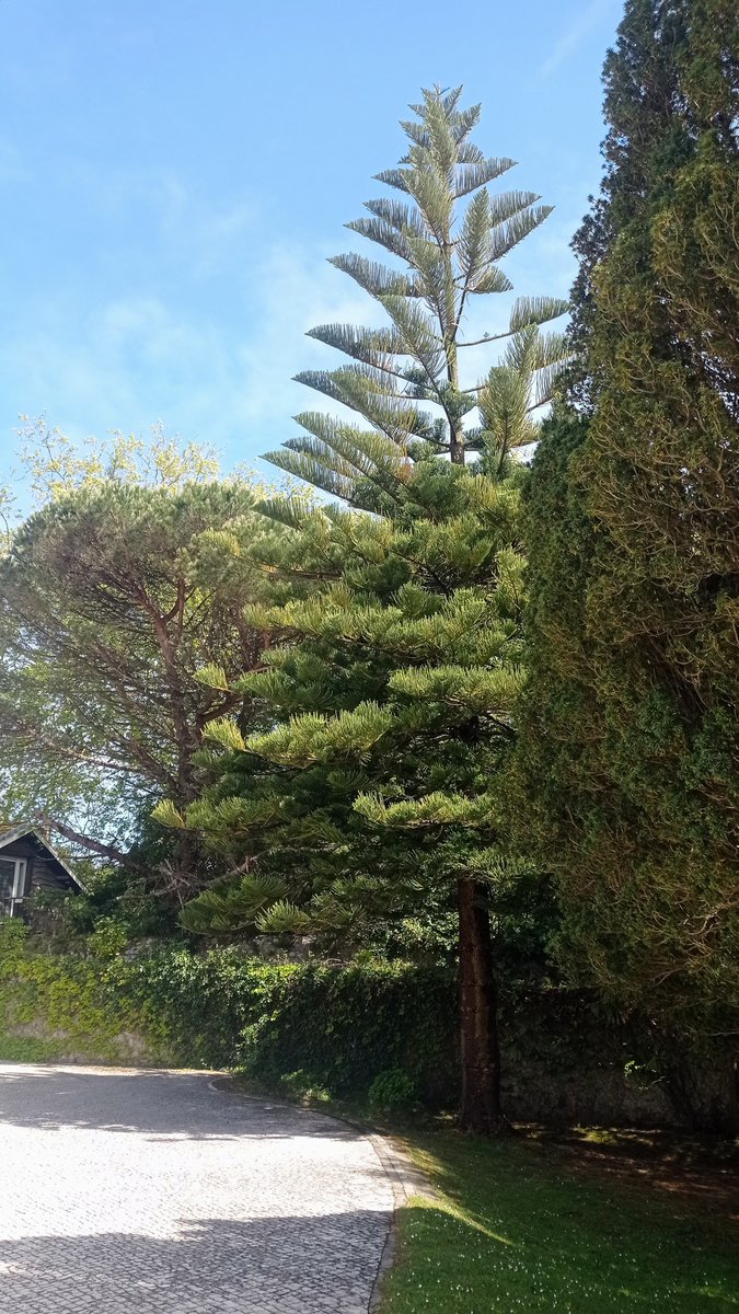 Con días tan bonitos como este nuestro jardín se ve increible! 🏡💛🌲
1. Panorámica de la casa
2. Vista desde una de las terrazas de las habitaciones
3.  Una de nuestras Araucarias centenarias
4. Conócenos llama al 942 03 34 02 o bit.ly/49If5Nu