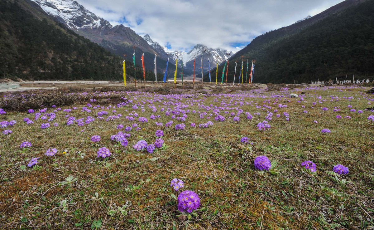 A bed of Primula denticulata Sm., Lachung Valley, North Sikkim.
@InsideNatGeo 
#NareshSwamiInTheField
#MissionLoftyMountainsByNareshSwami
#136YearsOfNGS
#OrchidsOfEasternHimalayaByNareshSwami
#NatGeoExplorer
#ExplorerMindset