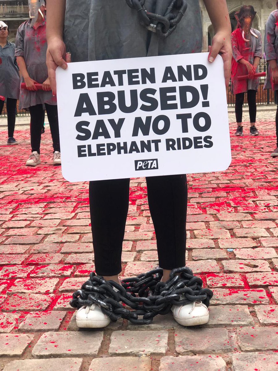 If you use elephants for rides, then you are supporting cruelty.
Choose kindly: petain.vg/7gl.

#SayNoToRides #AnimalRights #PETAIndia #BeKindToAnimalsWeek