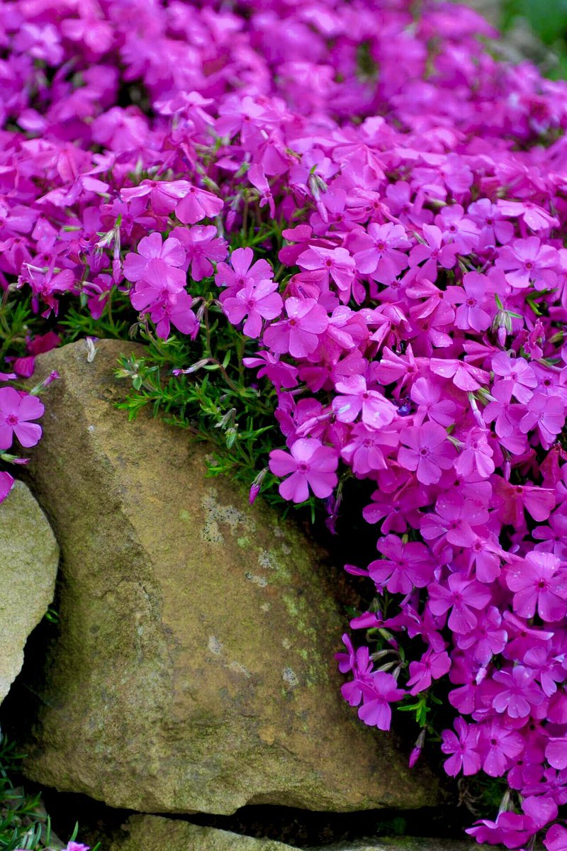 my creeping phlox has bloomed 🩷