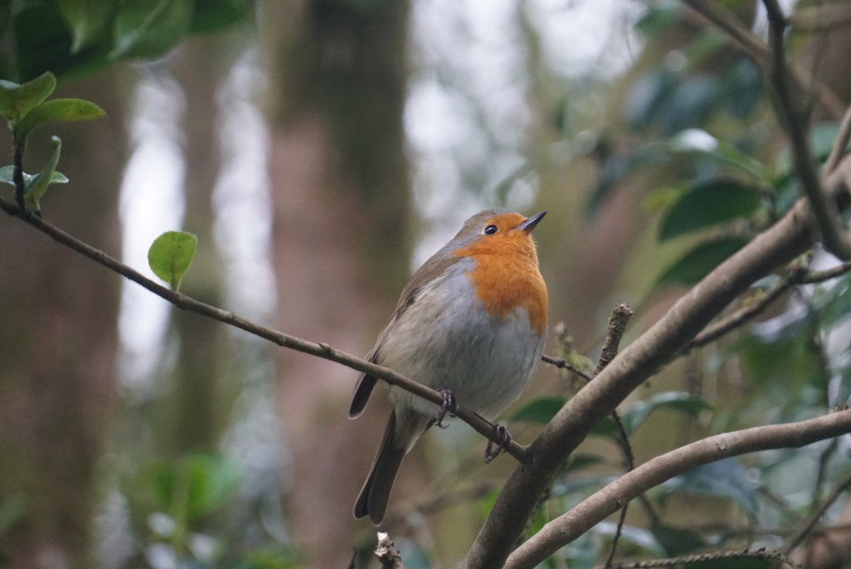 Here at #BodnantGarden, there’s quite a few #birds back with us for the season, bringing the dawn to life when there’s only the gardeners to hear them start their day 🪺 📷Adam Collins #InternationalDawnChorusDay #NTCymru #NationalTrust