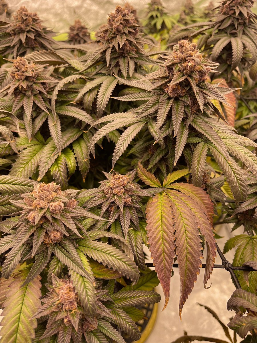 OilyCanvas's tweet image. Chop week for @HumboldtSeed “All Gas” purple pheno. Smells like an old gas can with a hint of citrus. @FrontRowAG feed. 💜⛽️ #cannabisculture