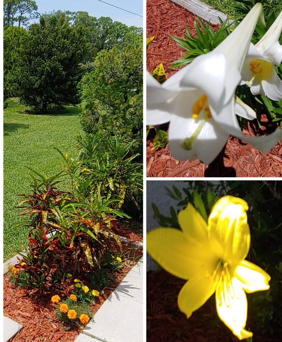 A mix of landscape and lily blooms from my garden. To My Followers, Having issues with Modem/Router. Intermittent access to internet. Frequently, unable to post, RT, reply. Hope to get resolved soon.