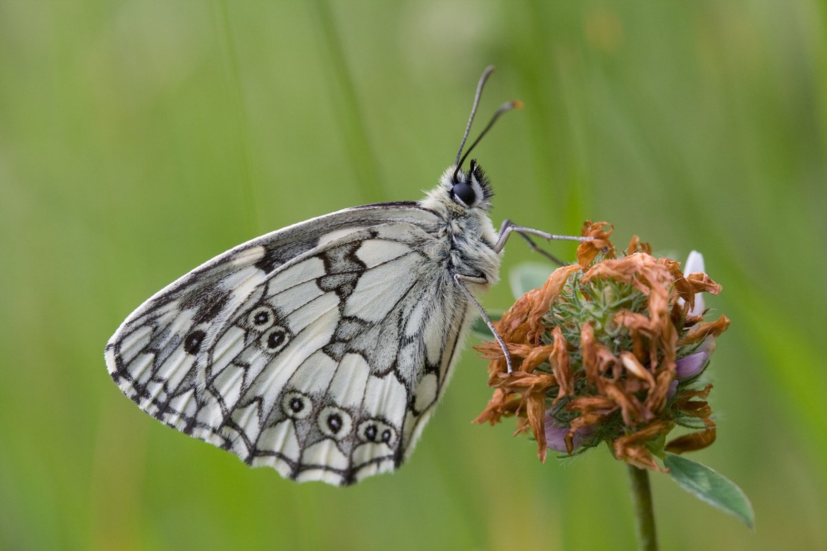 🐦🦋The @BBS_birds, @ukrbbp & @UKBMSLive schemes have been running for more than 5️⃣0️⃣ years These long-term data sets are crucial to establishing population trends and changes in distribution and abundance to make effective conservation action and policy decisions possible