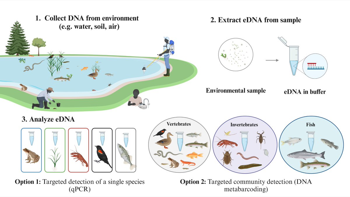 🐟 Environmental DNA + #Undergrads = INNOVATION! Explore how @IntUGrativeBiol undergraduates are pioneering #eDNA metabarcoding to detect freshwater fish. #STEMeducation #UndergradResearch @UofGuelphNews @uofg @kat_nolan07 @BrimbleNava @aheyland
🧑‍🎓🧑‍🔬 ow.ly/pfWs50RsTV6