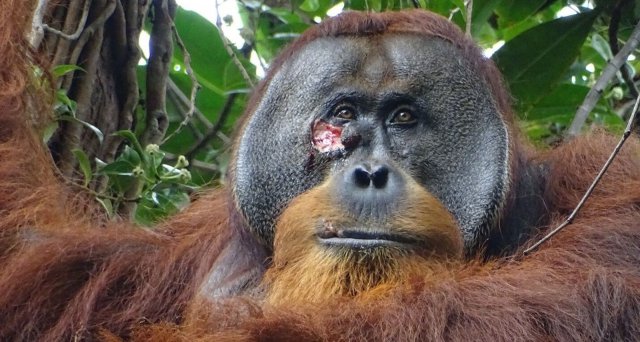 Orang-Utan heilt Wunde aktiv mit einer Pflanze: Konstanz/Banda Aceh – Erstmals haben Forscher systematisch dokumentiert, dass ein Wildtier eine Pflanze medizinisch gegen Verletzungen nutzt. Evolutionsbiologen des Max-Planck-Instituts für… dlvr.it/T6MVPn
