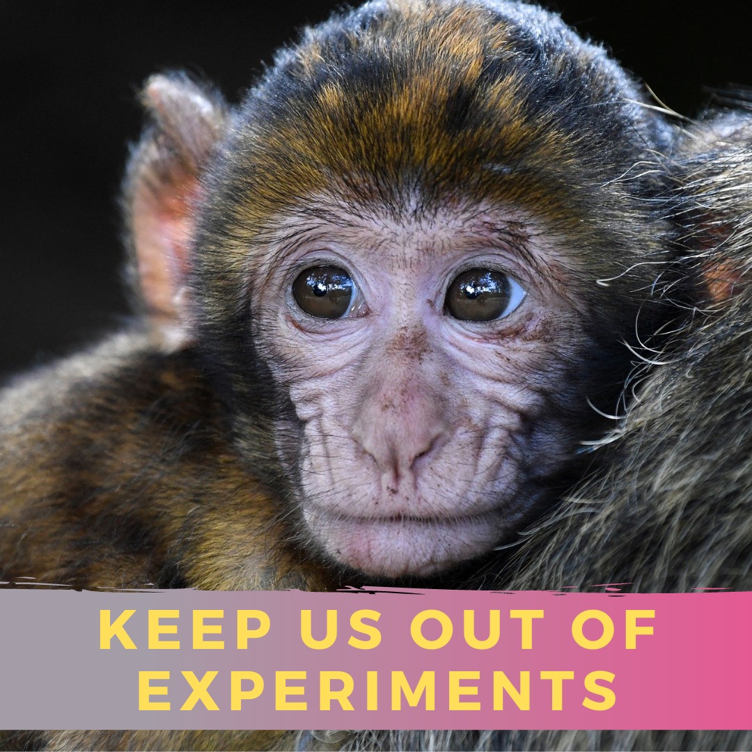 Monkeys are often used in experiments.

Animal experiments are cruel and ineffective since 95% of drugs that pass animal tests fail in humans.
petain.vg/5s3
#NotOursToExperimentOn #NotOursToAbuse #PETAIndia