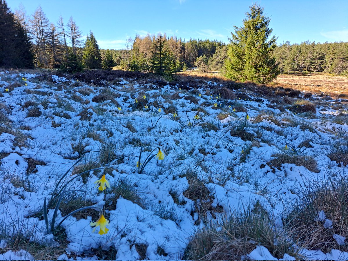 Dernière #neige de l'hiver/ printemps ? Possible, mais pas certain àces altitudes... Ce matin sur le Mont-Lozère #Lozère #Cévennes