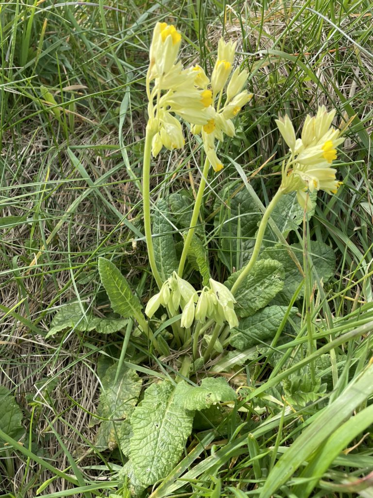 #NoMowMay 
Cowslips.