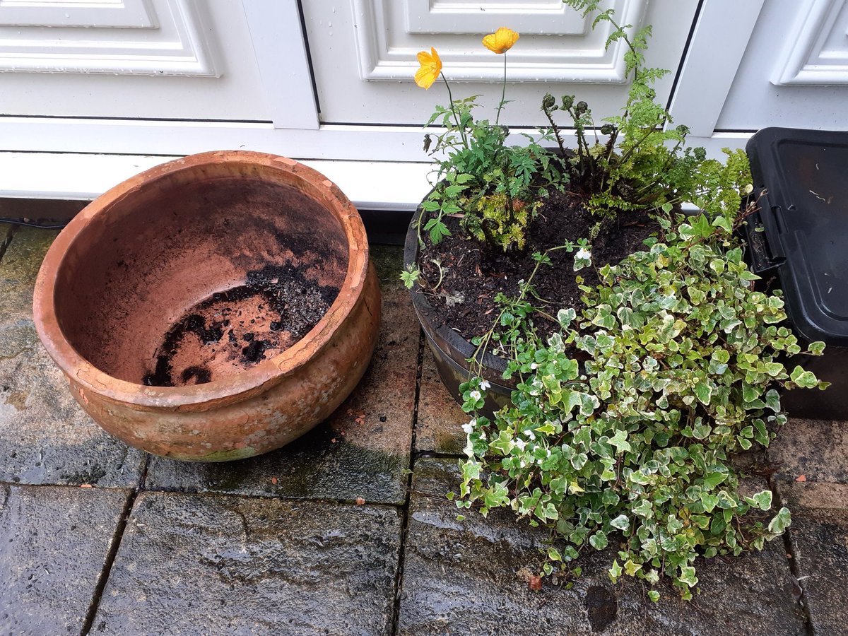 I have a half barrel and a large round terracotta pot and I can't think what to do with them. Nothing seems to do well in barrel. Was a mini pond, now ferns but not doing well. My patio is north facing shade. Any ideas? Send me your pot pics please.