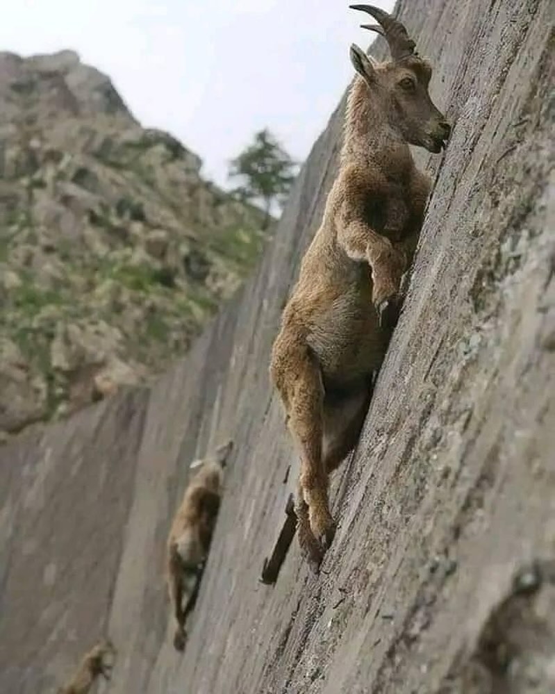 Las cabras de montaña desafiando las leyes de la física 😳