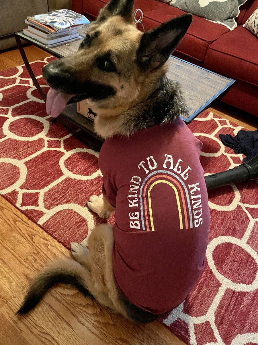 Ballwin_Cooper's tweet photo. Today Schatzi celebrates National Specially-abled Pets day, a day that she reminds everyone to be kind to all kinds of pets with disabilities.  Schatzi also celebrates everyone that cares for and protects her day after day as a specially-abled pet ❤️ https://t.co/TQ7NDIt1vq