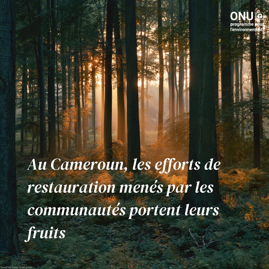 Les efforts de restauration menés par les communautés transforment les paysages, revitalisent les écosystèmes et bien plus encore. À l'approche de la #JournéeMondialeDelEnvironnement, découvrez cet exemple de #GénérationRestauration au Cameroun : unep.org/fr/actualites-…