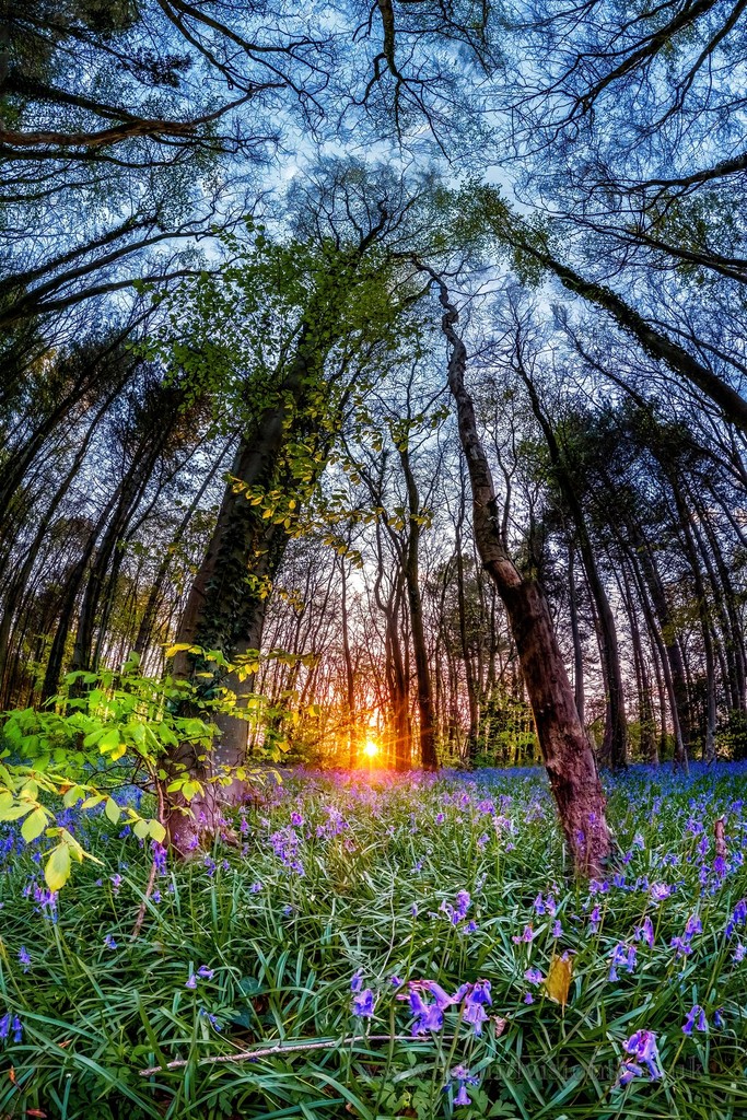 Bluebells in full bloom 🪻 📌 Firestone Copse 📸 Island Visions Photography⁠ ⁠ #exploreisleofwight #isleofwight #coastalwalk #greatpic #picoftheday #perfect #purehappiness #spring #stunning #springwalk #springdays #woods #forest #nature #trees #bluebells