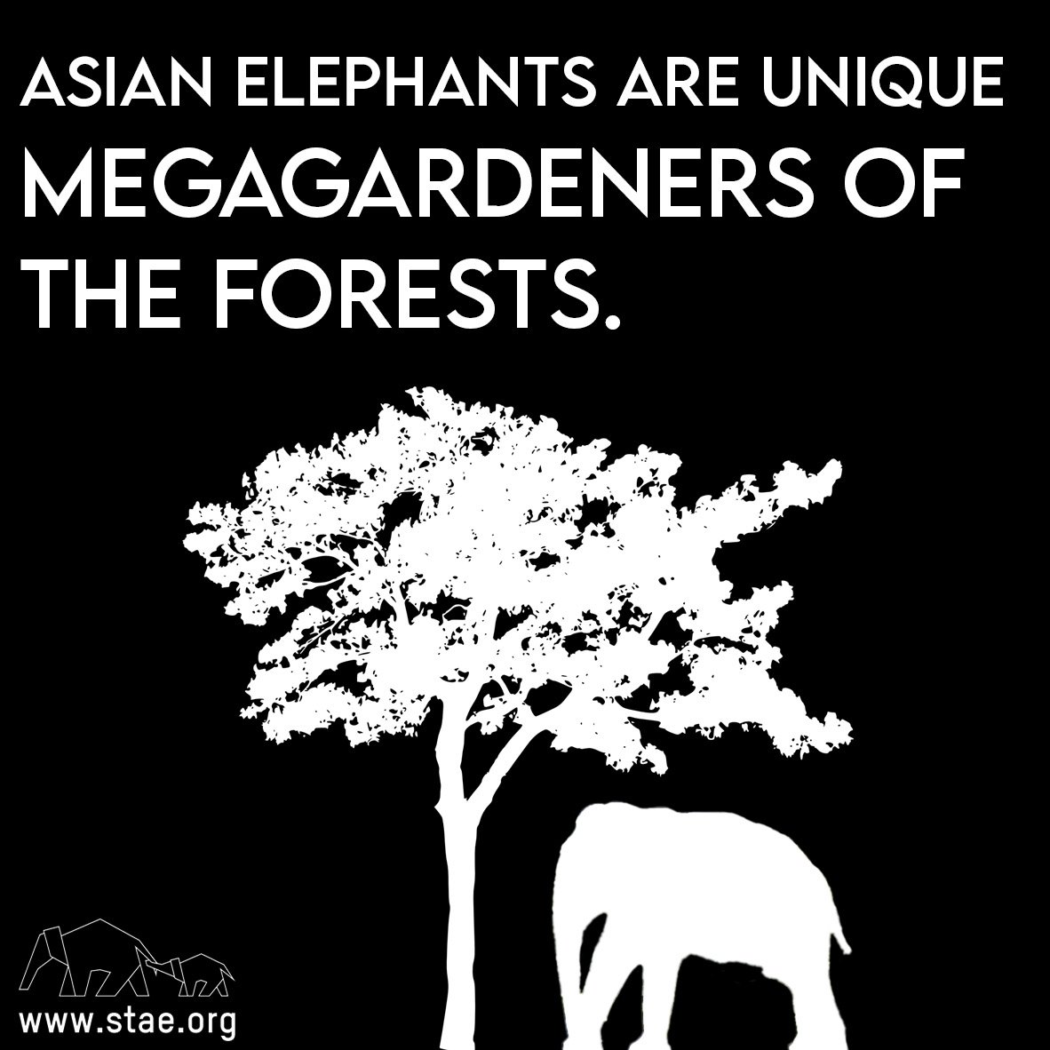 Asian elephants are unique mega-gardeners of the forests. 
#fridayfact  #didyouknow