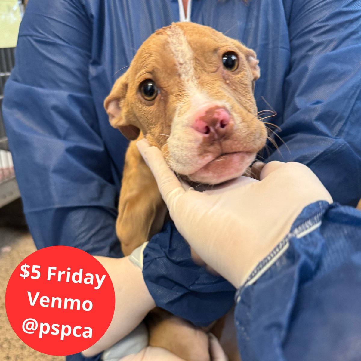 She was born to be sold- seemingly only valued for what money she could bring her owner. When puppy Sadie couldn’t be sold, at just months old, she apparently had no further value to her owner. Instead of taking her to the veterinarian, she was brought to @ACCTPhilly this week.