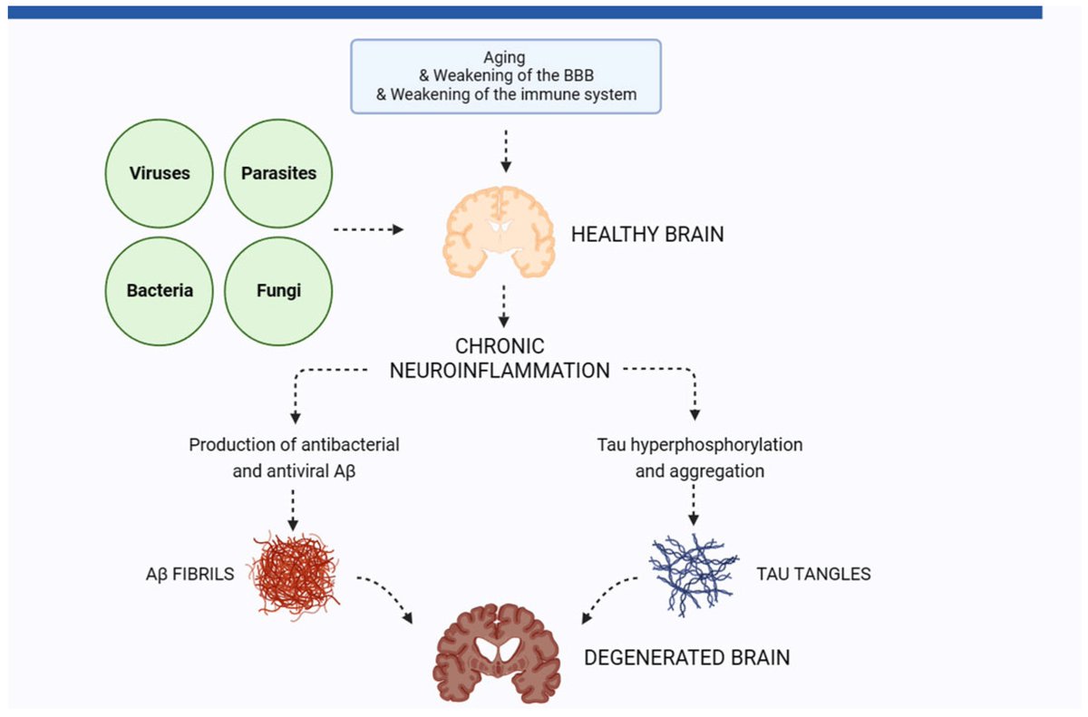 #HighlyAccessedPaper Read now ➡️ 'Neuroinflammation in Alzheimer’s Disease: A Potential Role of Nose-Picking in Pathogen Entry via the Olfactory System?' by Gerald W. Münch, et al. 👉 brnw.ch/21wJqPT