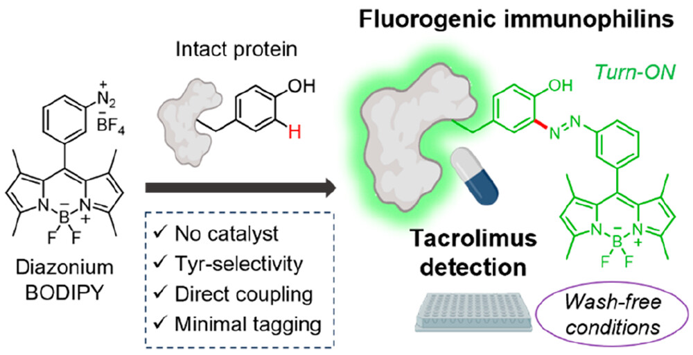 Site-selective labeling of the immunophilin FKBP12 using fluorogenic azo-functionalized BODIPYs allows rapid and wash-free detection of immunosuppressants @marber_chem @dynafluors @RLavillaGroup NEW #ASAP Read it here: go.acs.org/9bO