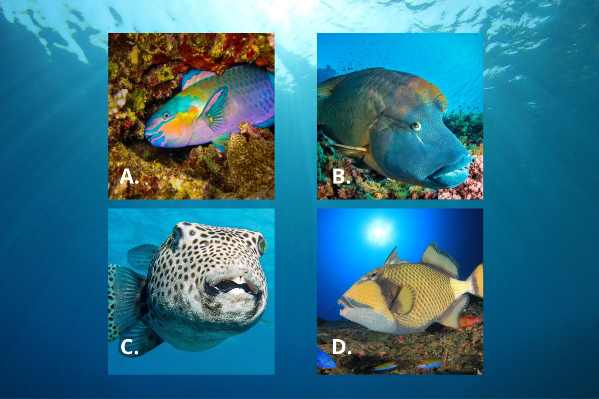 Fish ID: Which one is called a triggerfish? 🐠😌