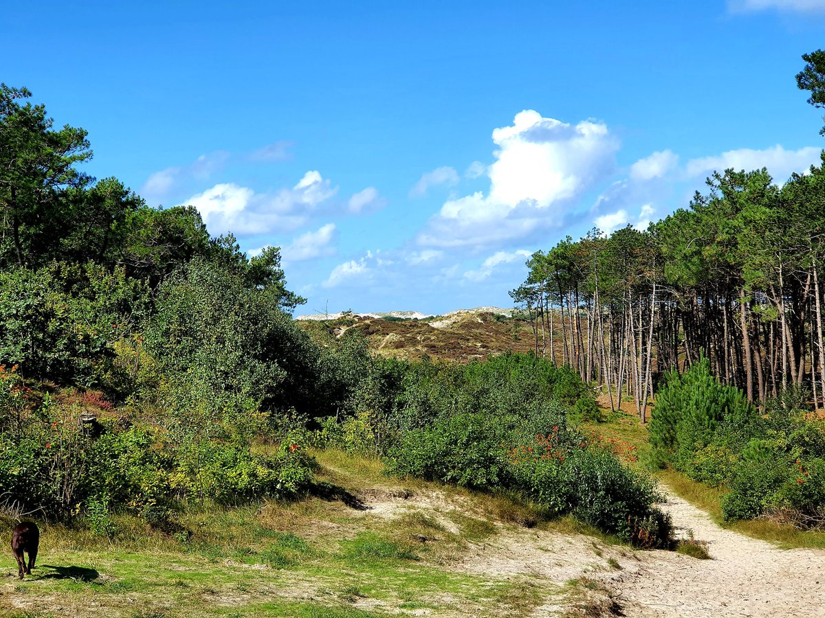 Het gebied waar ik (met hond) zo graag op mijn gemak mag struinen.
Groene Landen op Terschelling. 

#mei_nmooistefotos #landschap @bosw8er_jochem