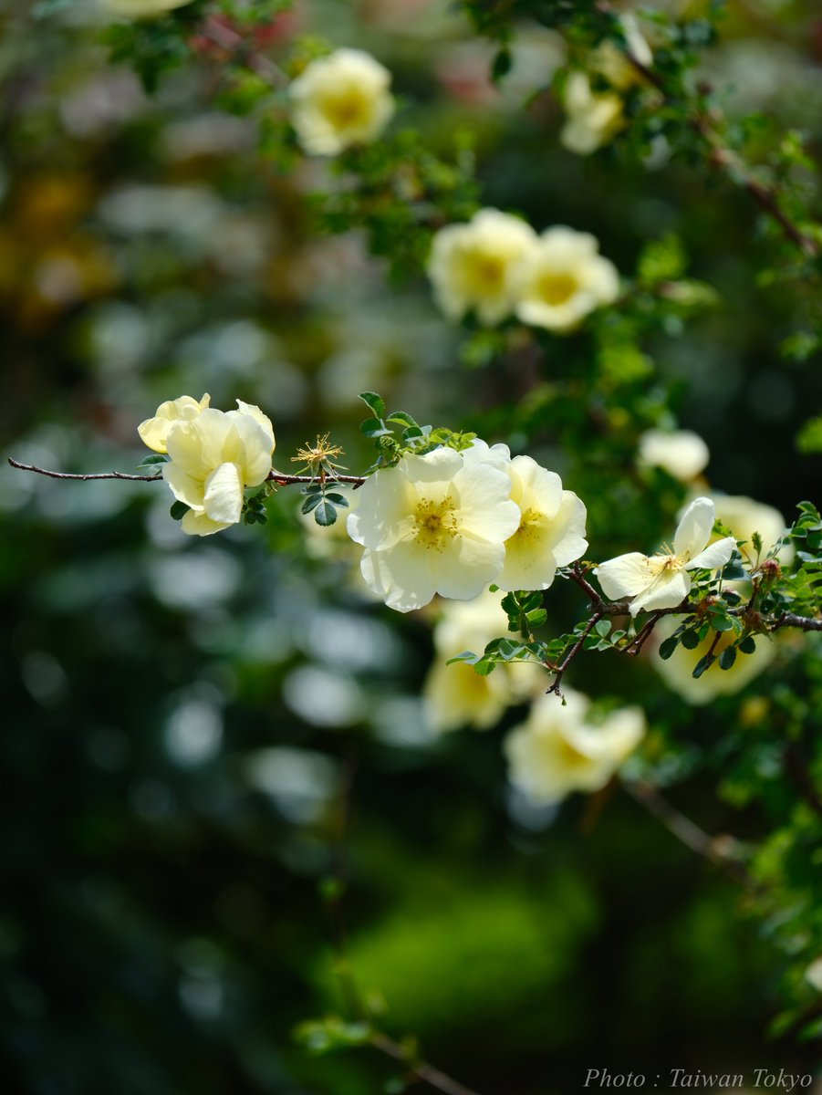 バラ Rose 
#TLを花でいっぱいにしよう 
#写真好きな人と繋がりたい
