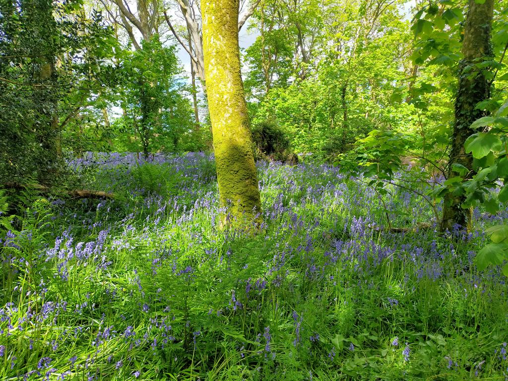 Book shop visit to Godolphin ( I always seem to come away with more than I take back) A beautiful carpet of bluebells on the path to the house.