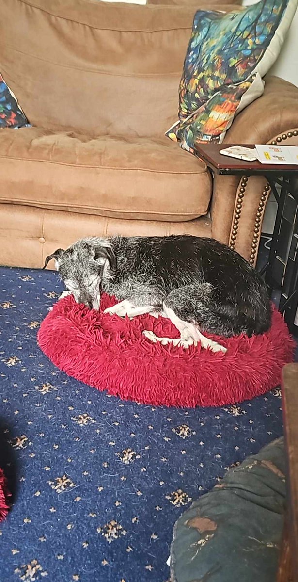 My 17yo after returning from her first hydrotherapy session, trying to replace some of the lost muscle tone in her back legs. Zorsted.