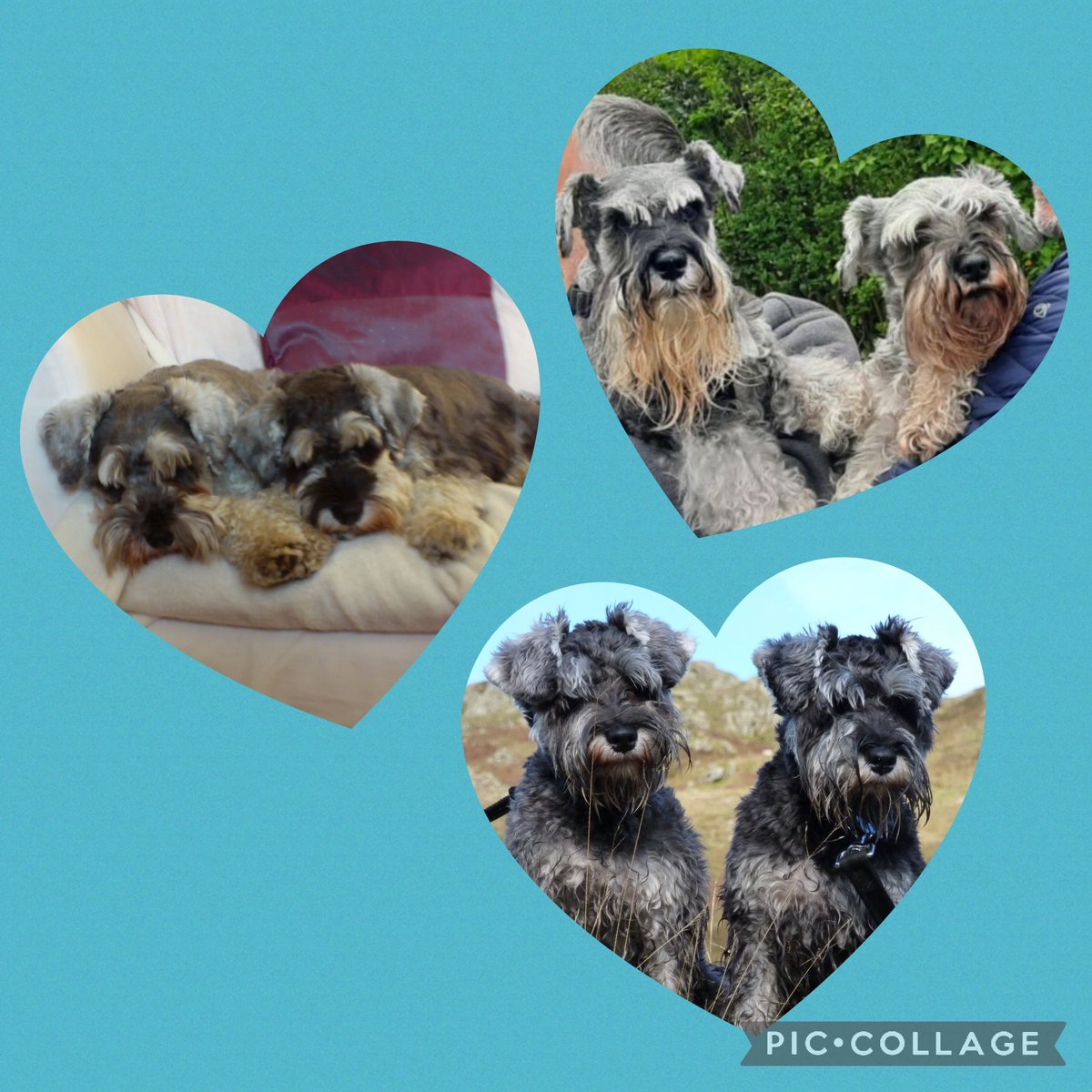 #flyByFriday @CloudRiderz  
First fly by Friday fur me n Alf 🐾🐾💙💙🌈🌈💔💔✨️✨️🤗🤗 Thanks fur da fun n luv bro. ❤️❤️ #always