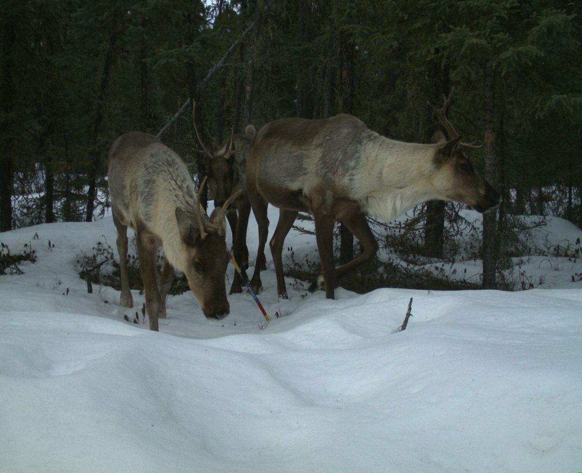 Next week is #Caribou webinar week. Click the links for more info and to register: May 14 - with @MelanieDickie: ow.ly/SjOF50Rnkmg May 16 - with @ClaytonTLamb: ow.ly/1ncZ50Rnkmh