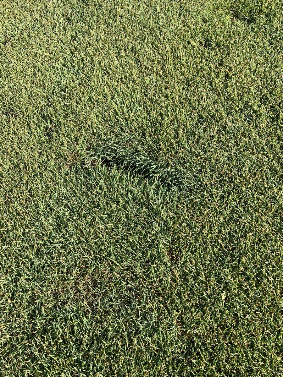 hhgcgrounds's tweet photo. Golfers ask why we don’t use divot mix on our carts. That’s why https://t.co/DLwQ3ElUIS