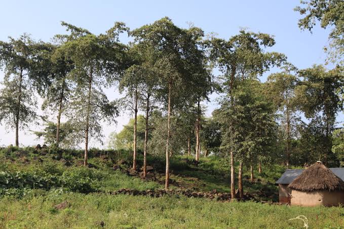 Imagine crops getting natural shade & protection from wind, all while fighting climate change!  #Agroforestry integrates trees into farms, capturing carbon & boosting biodiversity.  This sustainable practice is a game-changer! #ClimateAction #ClimateCrisis