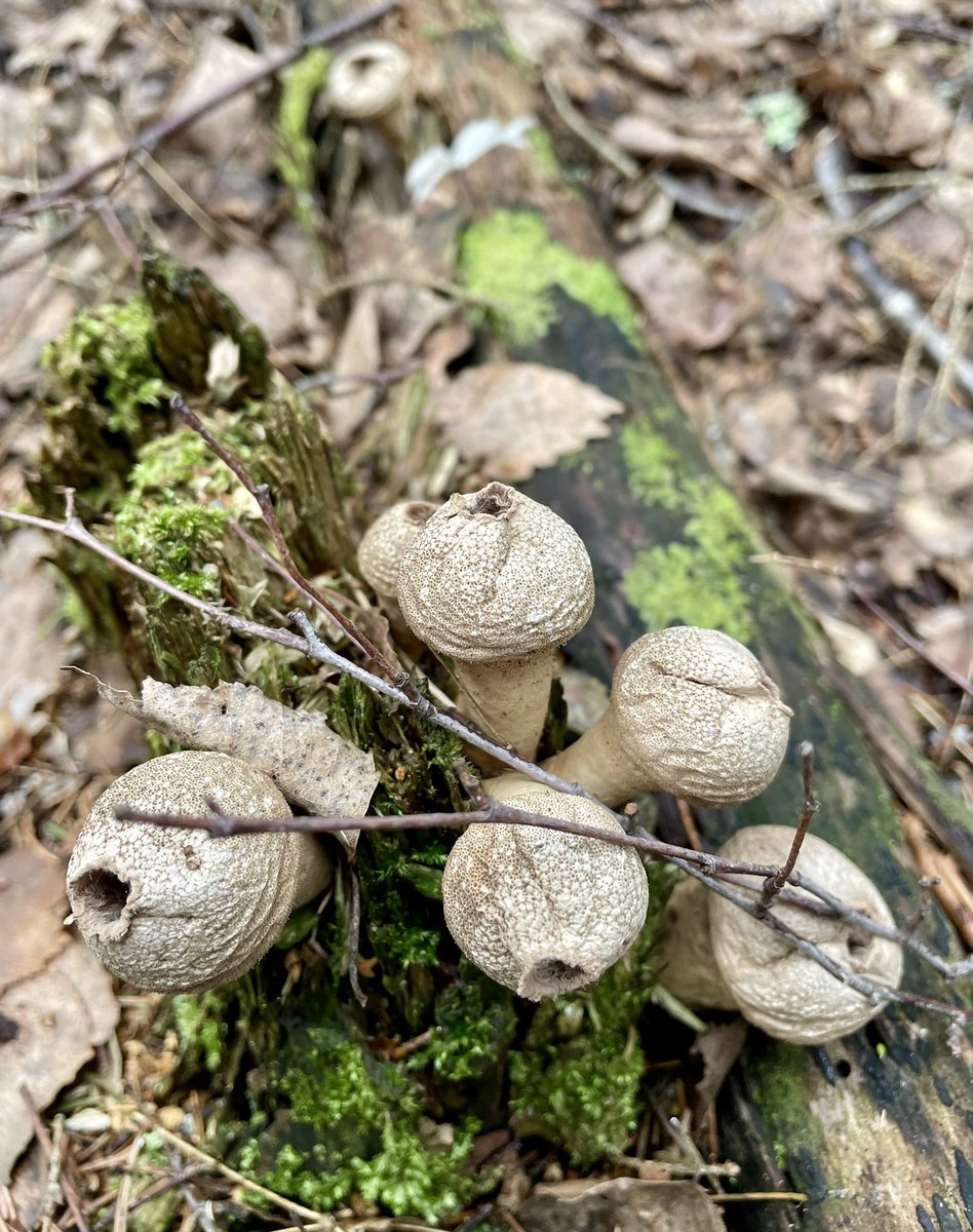 #FungiFriday