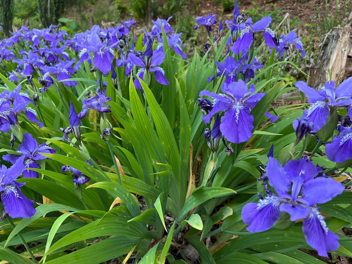 Bill Leslie tweet media