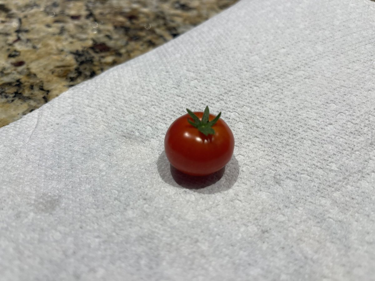 First cherry tomato 🍅 from the hydroponic tower 😮