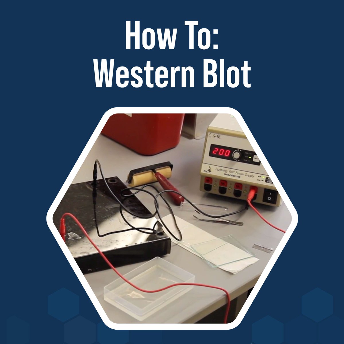 Join Nico, a passionate PhD student from Harvard University, as he walks through the intricacies of performing a Western blot. Watch the full video to learn more: labxchange.org/library/items/… #ScienceTutorial #MolecularBiology #WesternBlotting