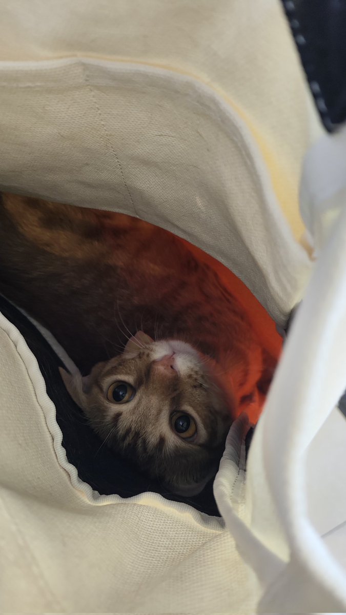 POSA IN A TOTE BAG
