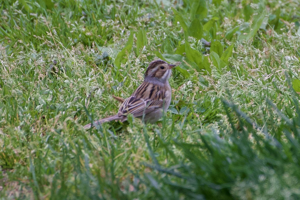 Clay-colored Sparrow continues south of Strawberry Field this Friday morning. Lifer pie for me! 🥧 #birding #birdwatching #birdtwitter #birdcp #birdcpp #springmigration #lifebird