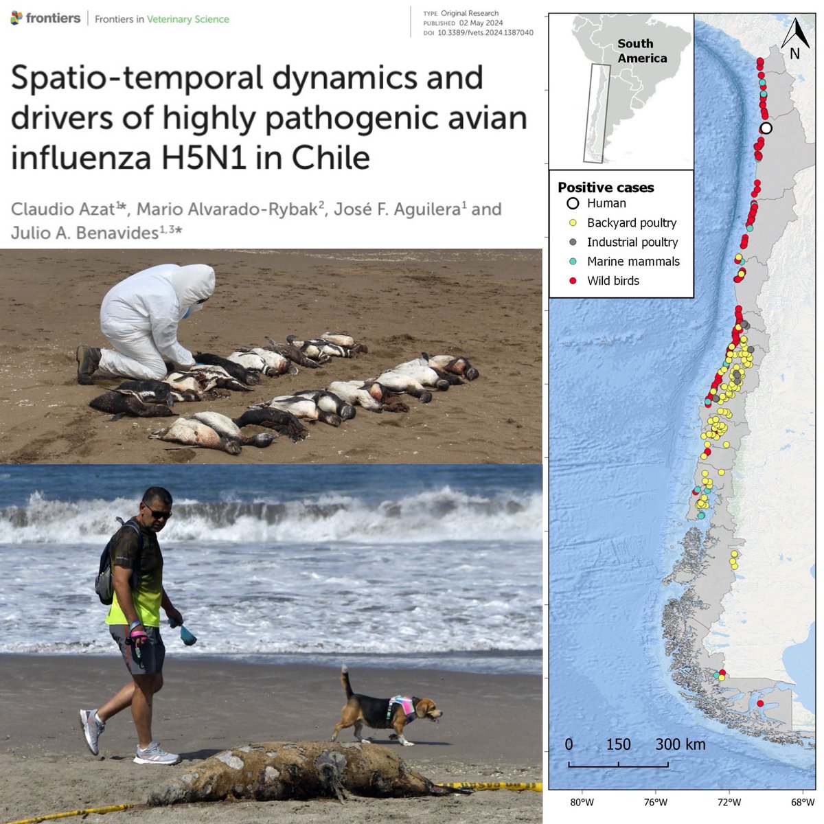 🦠🐓😷🐧 Nuevo paper sobre la epidemiología espacio-temporal de #InfluenzaAviar #gripeaviar A H5N1 altamente patogénica en Chile. Un aporte hacia la prevención y mitigación con potencial pandémico  desde una aproximación #OneHealth 

Open access: doi.org/10.3389/fvets.…