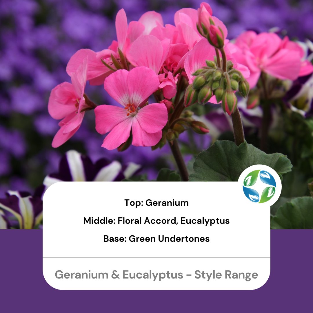 Introducing three NEW fragrance oils! Geranium &amp; Eucalyptus, Oakmoss, and Tuscan Olive are now part of our Style range. Enjoy a special treat with 50% OFF on 60ml bottles until May 13th! Don't miss out on this aromatic adventure. Available here: 4candles.co.uk/candle-making-…