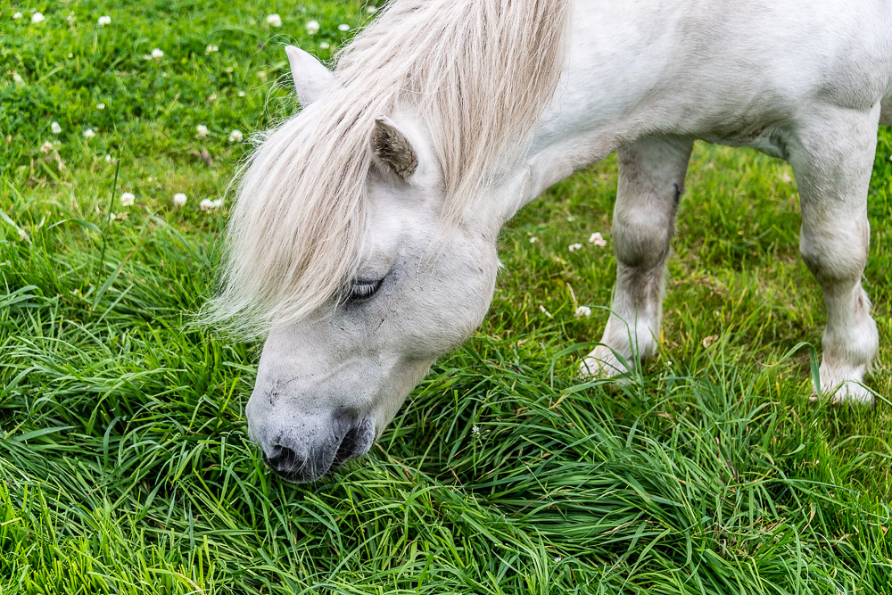 Us: Hey Siri, show us some beautiful wetlands please. Siri: Of course. Here are some beautiful Shetland ponies. Us: NO! Wetlands! Wetlands please. Siri: Shetland ponies. Andddddddd scene. Wetlands thread🧵