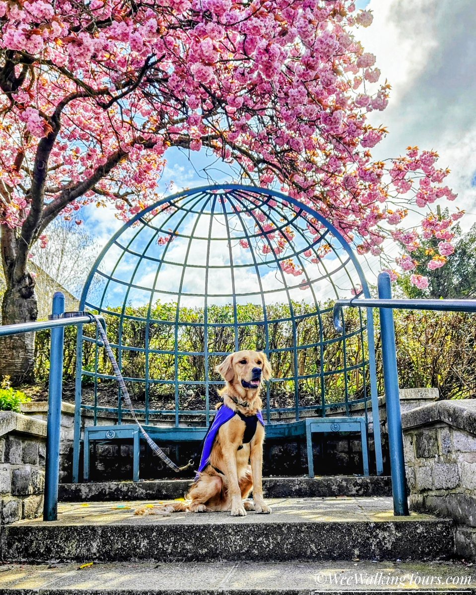 Wishing you all a happy May with springtime greetings from bonnie Scotland!🌸☀️🦮💙🏴󠁧󠁢󠁳󠁣󠁴󠁿

#Hawick #Scotland #ScottishBorders #CherryBlossoms #GoldenRetrievers