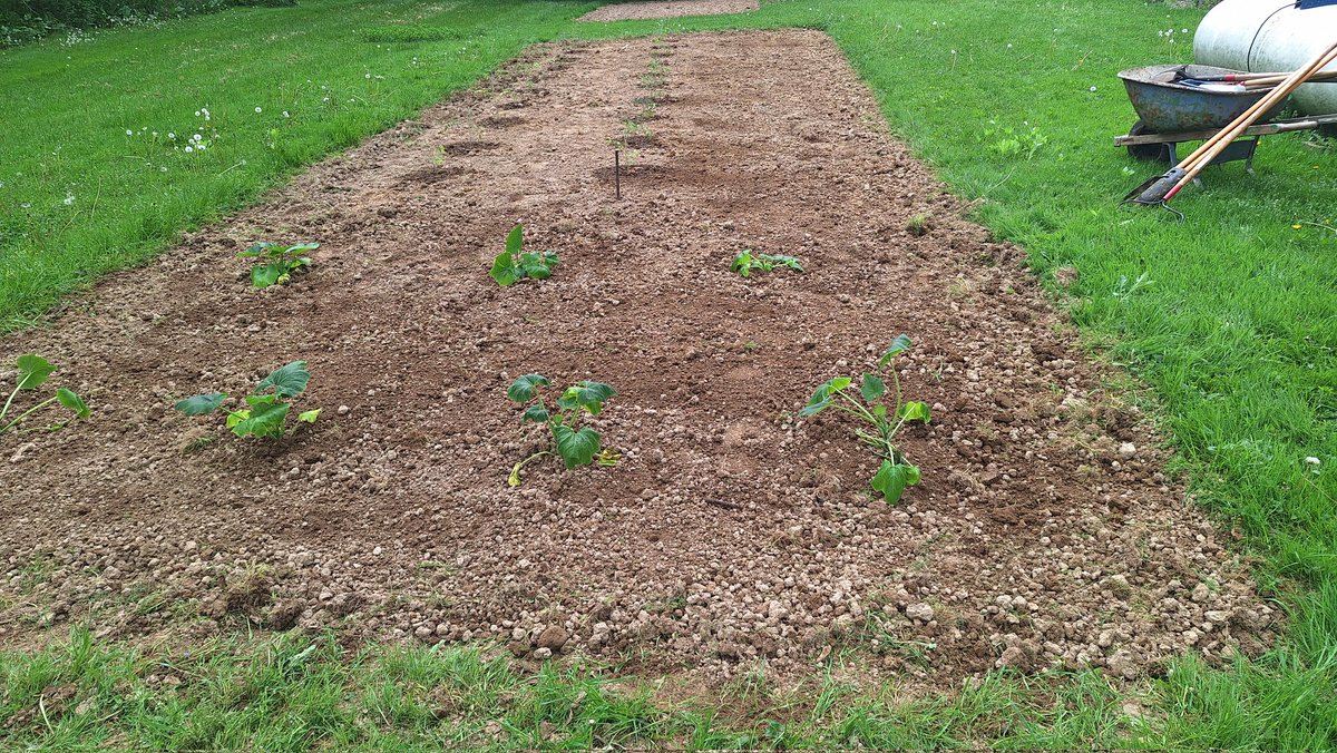 Welp. Got the yellow squash and zucchini planted.