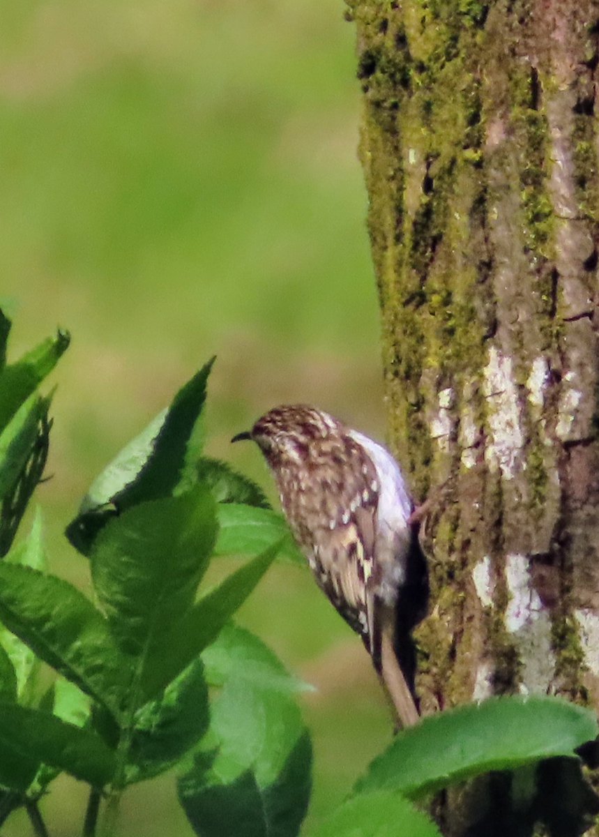 Haven't made it out for a few days and today I decided to believe BBC weather's 0% chance of precipitation for Glasgow 🤦🏻 ☔Bit of a soggy park visit, but still good to get out. Here's a wee tree creeper from last week. #TwitterNatureCommunity