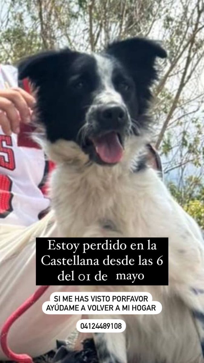 Se busca La Castellana Caracas RP <a href="/eglesca/">eglee escalante</a>: Buscamos a Rocky, fué dado en adopción y estaba feliz allá en su hogar definitivo pero escapó el 1 de Mayo. Ayúdanos a encontrarlo. La Castellana . Caracas