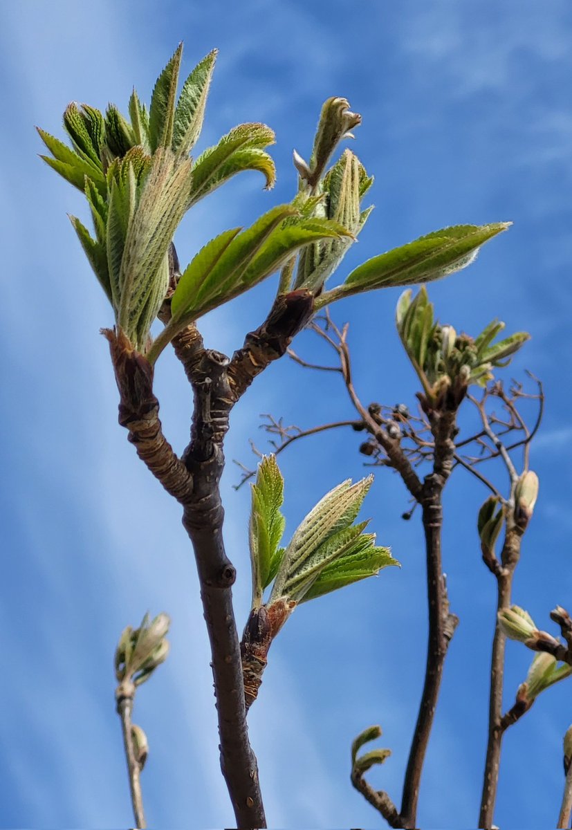 @RCederfjard Sorbus aucuparia