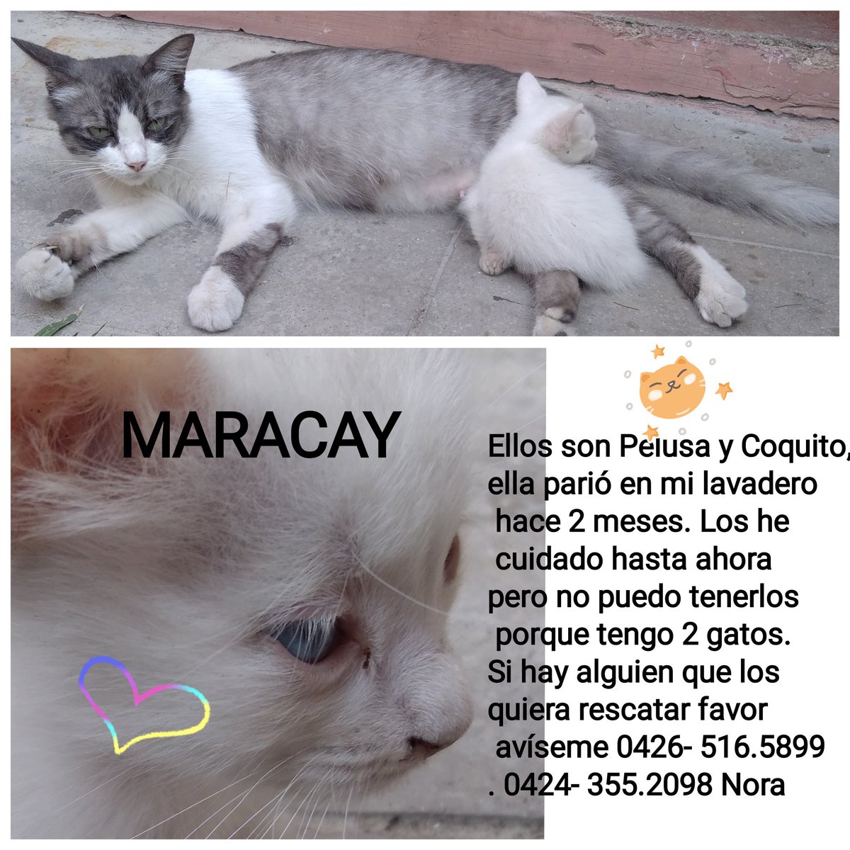 Hermosos gatitos buscando un hogar responsable, Maracay RP @Norachepina: Por favor ayúdenme a difundir para encontrar un hogar para estos gatitos